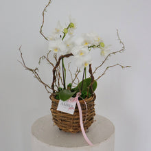 Load image into Gallery viewer, Mini Orchid Arrangement