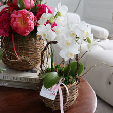 Load image into Gallery viewer, Mini Orchid Arrangement