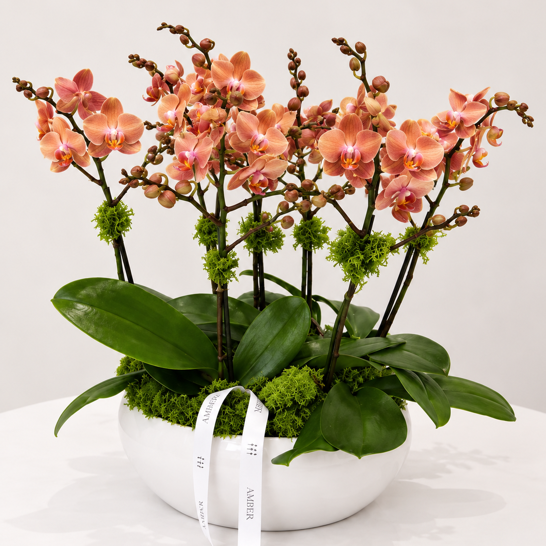 Peach-coral Phalaenopsis orchid arrangement in a white ceramic bowl with green moss by Amber Flowers