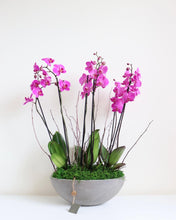 Load image into Gallery viewer, Orchid Subscription