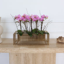 Load image into Gallery viewer, Orchid Subscription