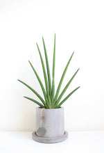 Load image into Gallery viewer, Cactus