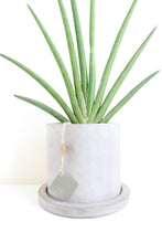 Load image into Gallery viewer, Cactus