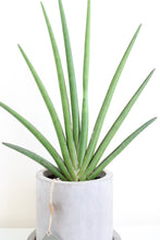 Load image into Gallery viewer, Cactus