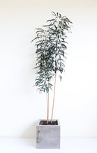 Load image into Gallery viewer, Tropical Tall Plant