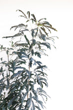 Load image into Gallery viewer, Tropical Tall Plant