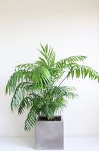 Load image into Gallery viewer, Chamaedorea Elegans