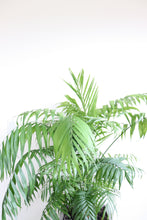 Load image into Gallery viewer, Chamaedorea Elegans