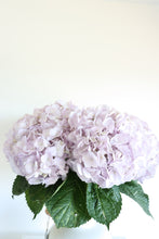 Load image into Gallery viewer, Hydrangea