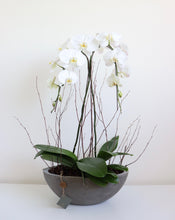 Load image into Gallery viewer, Waterfall Orchid