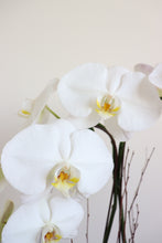 Load image into Gallery viewer, Waterfall Orchid