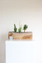 Load image into Gallery viewer, Ariel Cactus