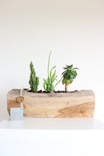 Load image into Gallery viewer, Ariel Cactus