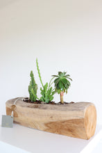 Load image into Gallery viewer, Ariel Cactus