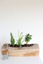 Load image into Gallery viewer, Ariel Cactus