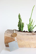 Load image into Gallery viewer, Ariel Cactus