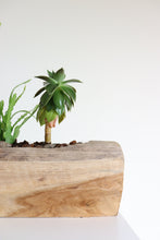 Load image into Gallery viewer, Ariel Cactus