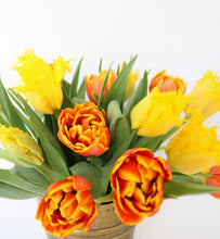 Load image into Gallery viewer, Clara