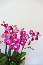 Load image into Gallery viewer, The Orchid