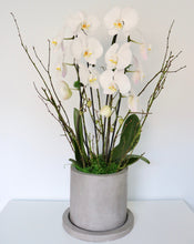 Load image into Gallery viewer, Waterfall Orchid