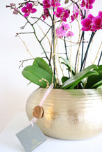 Load image into Gallery viewer, Mini Orchid
