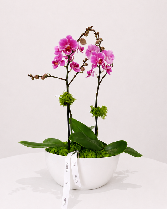 Purple Mini Orchid Duo
