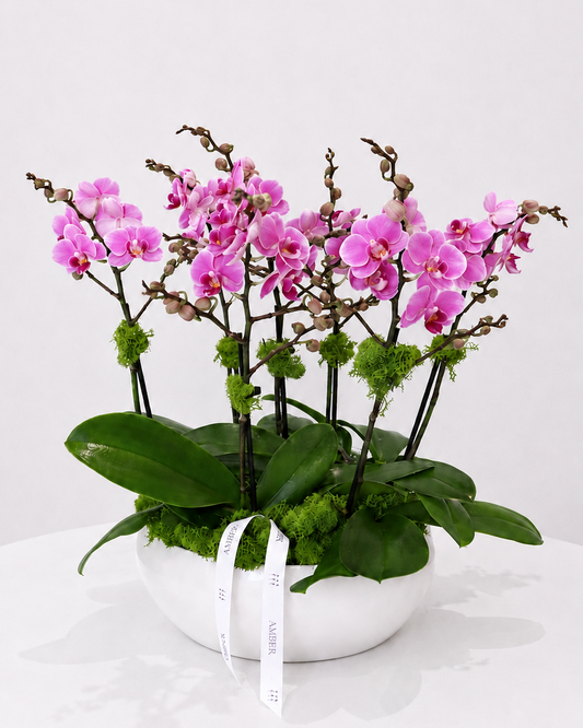 Purple Mini Orchid Arrangement