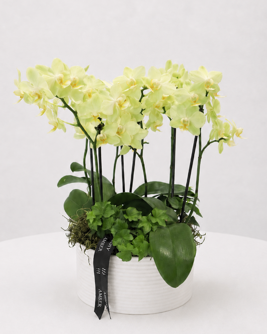 Three Mini Orchid Arrangement (Light Green)
