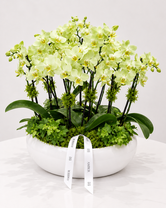 Mini Orchid Arrangement
