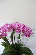 Load image into Gallery viewer, Orchid Plant
