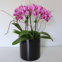 Load image into Gallery viewer, Orchid Plant
