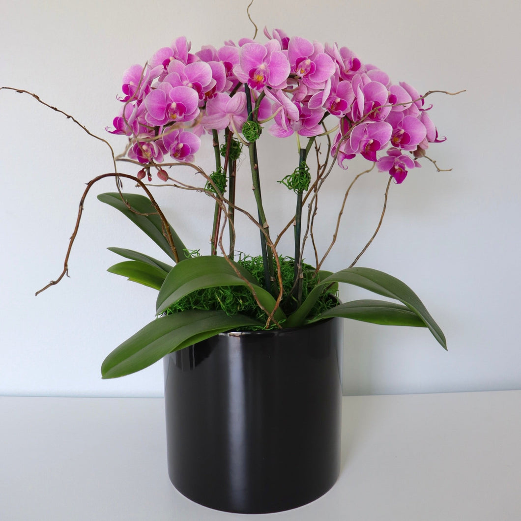 Orchid Plant