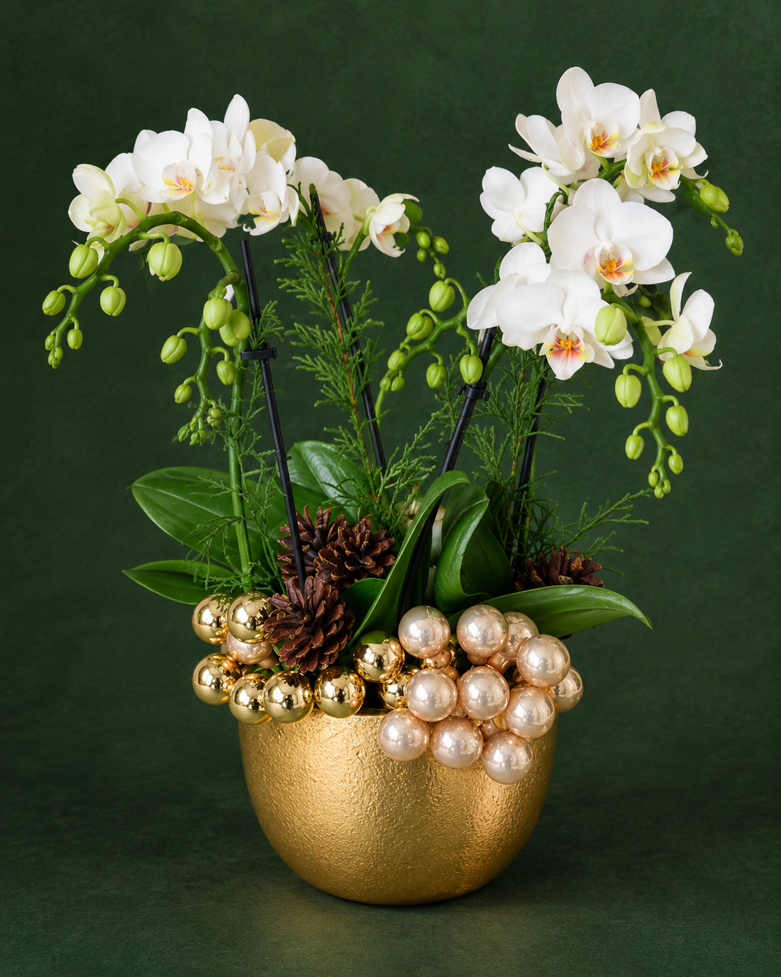 Christmas Orchid Arrangement Toronto | Amber Flowers