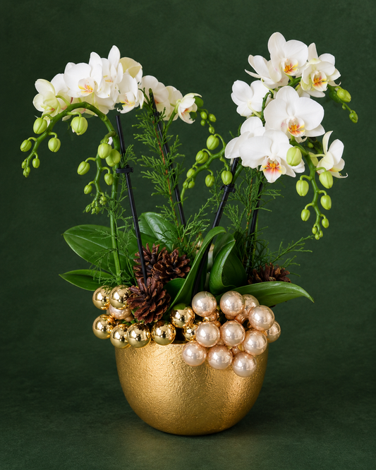 Christmas Orchid Arrangement Toronto | Amber Flowers