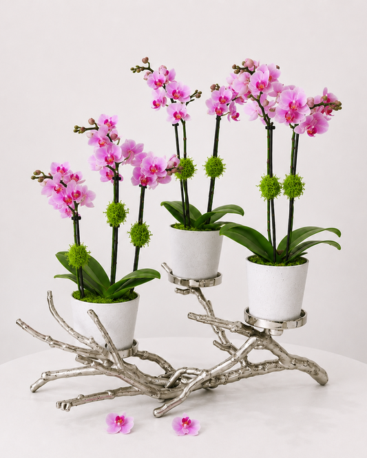 Orchid Wildwood Tree