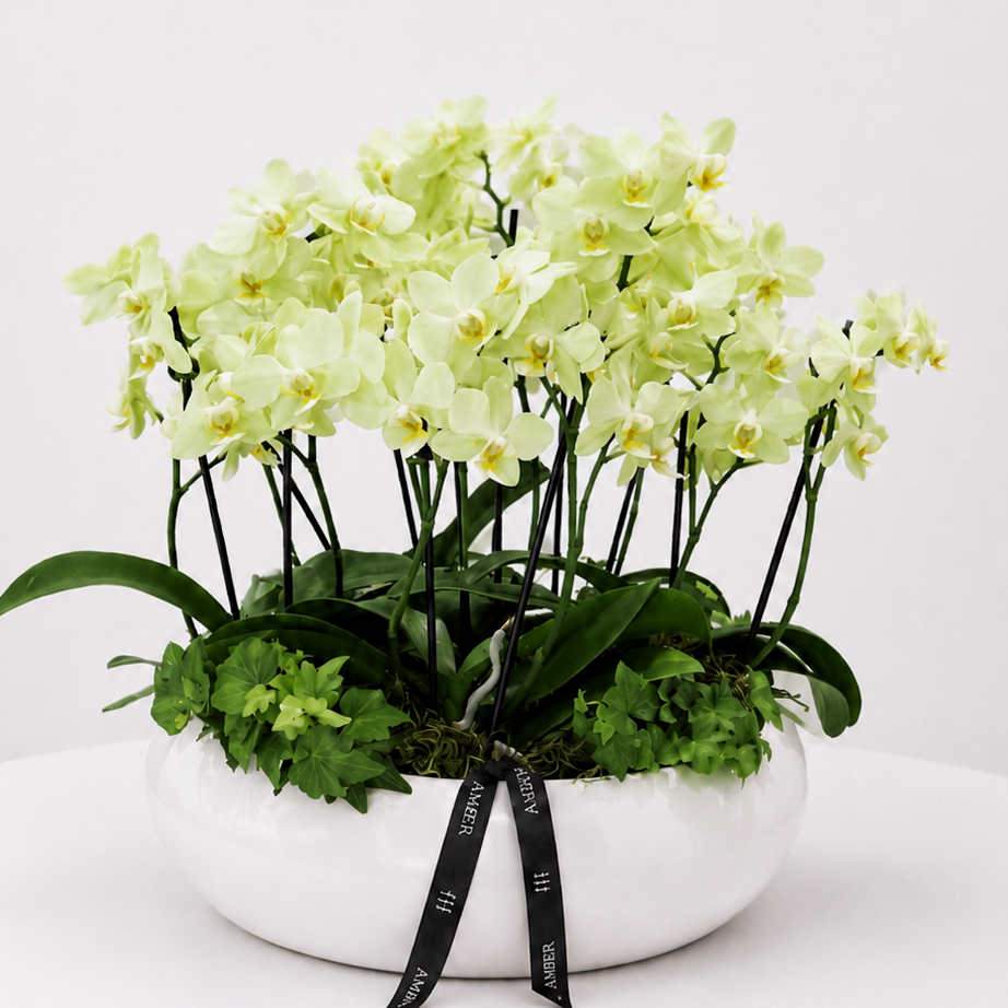 Mini Orchid Arrangement - Sympathy Flower