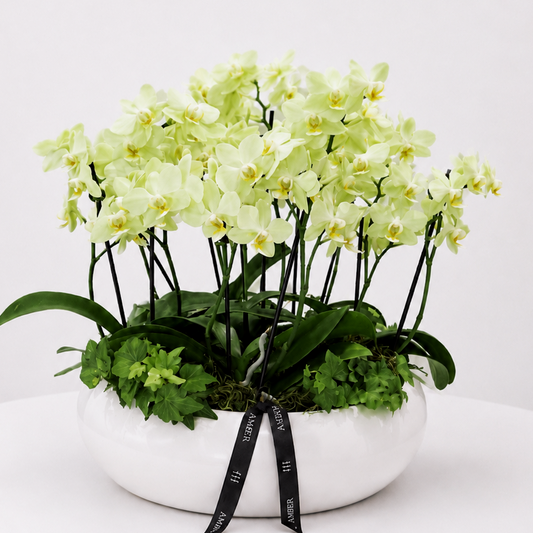Mini Orchid Arrangement