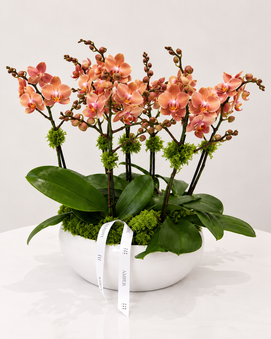 Autumn Coral Orchid Garden