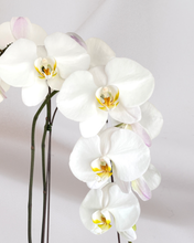 Load image into Gallery viewer, Waterfall Orchid
