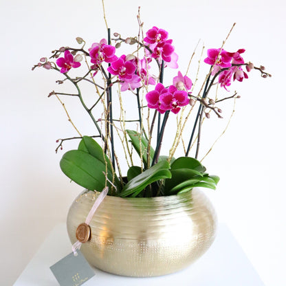 Mini Orchid
