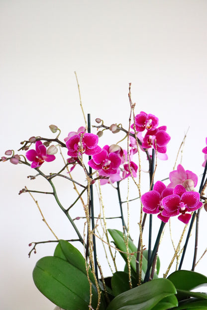 Mini Orchid
