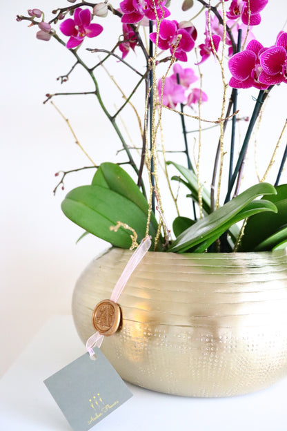 Mini Orchid